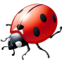 Lady Bug