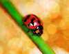 Lady Bug Lady Bug