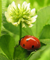 Lady Bug Lady Bug
